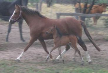 Koora-Lyn Gordost Foal Poppy
