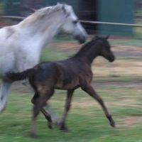 Meteor Foal