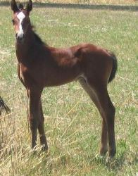 Mein Klute progeny