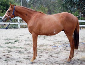 2yo Gelding by Watch My Duco