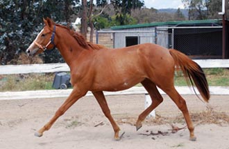 2yo Gelding by Watch My Duco