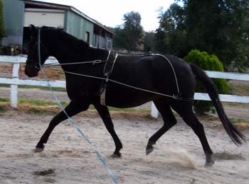 Brown 8yo Gelding