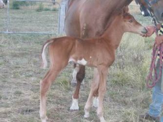 Gordost foal