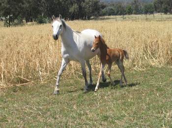 VP Juliet and foal