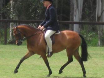 Koora-Lyn Gordost progeny
