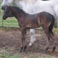 Meteor Foal