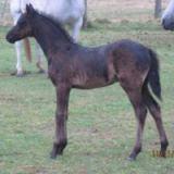 Meteor Foal