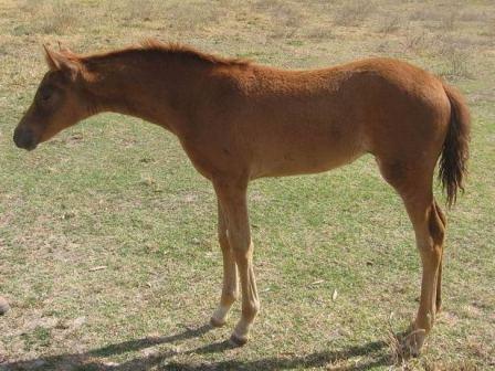 Progeny of Palm Park Royal Acclaim