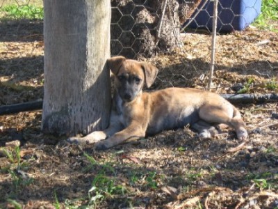Pup
