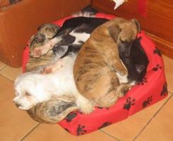 Pups