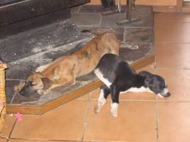 pups