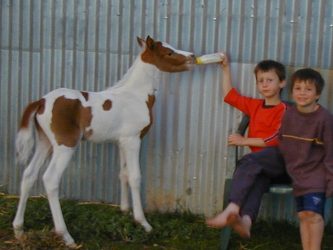 VP Royal Encore being fed by VP children