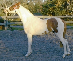 VP Royal Echo