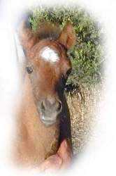 Watch My Duco foal